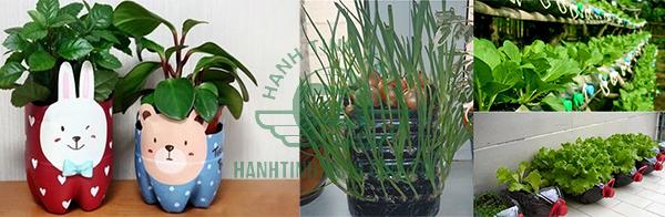 Tận dụng rác thải bỏ đi để làm mô hình rau sạch