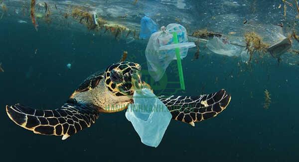 An toàn của các loài động vật biển đang đối mặt với nguy hiểm từ rác thải nhựa