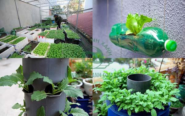 Một vườn rau sạch sẽ giúp bạn nấu bữa ăn ngon trong gia đình